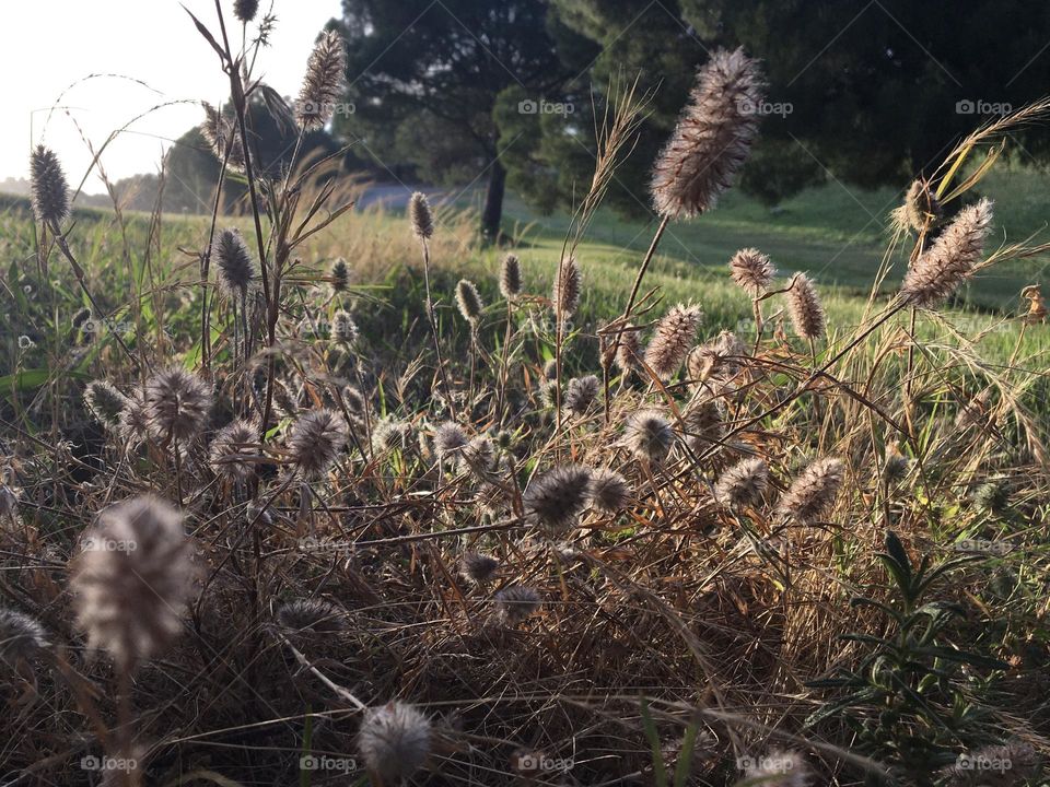 Frog’s viewpoint in grass at golden hour