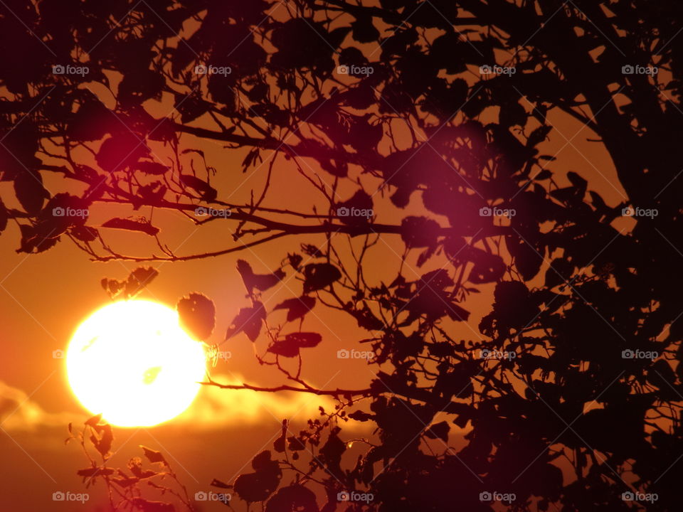 Sunrise seeing through the tree