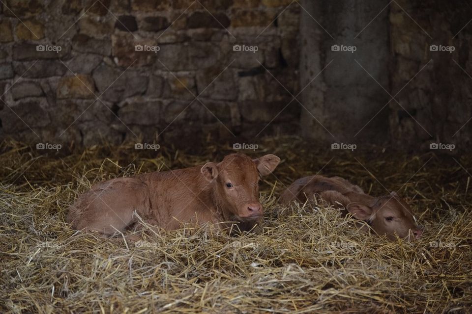 newborn calves in the stable