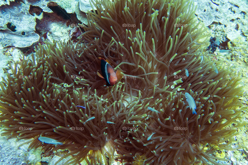 Tomato Clownfish hiding in Anemone 