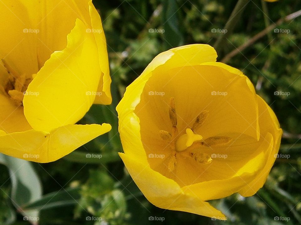 yellow tulips