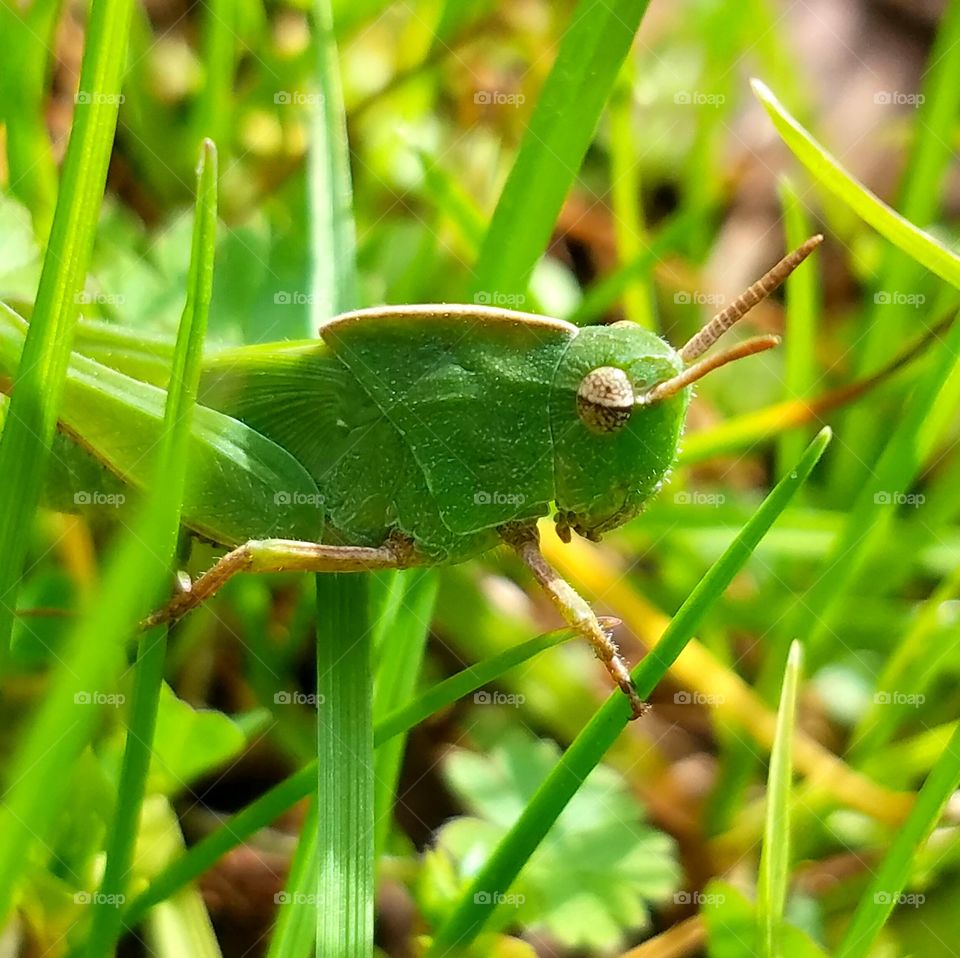 Leaf, Nature, Insect, Grass, Animal