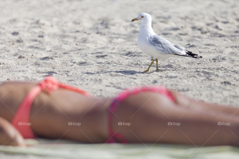 Seagull walking on the beach while someone sunbathing