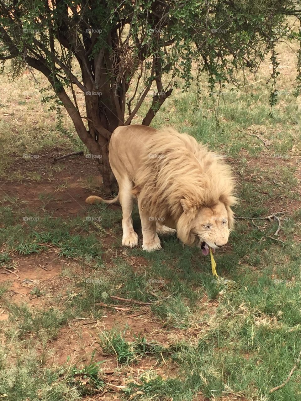Lion puking