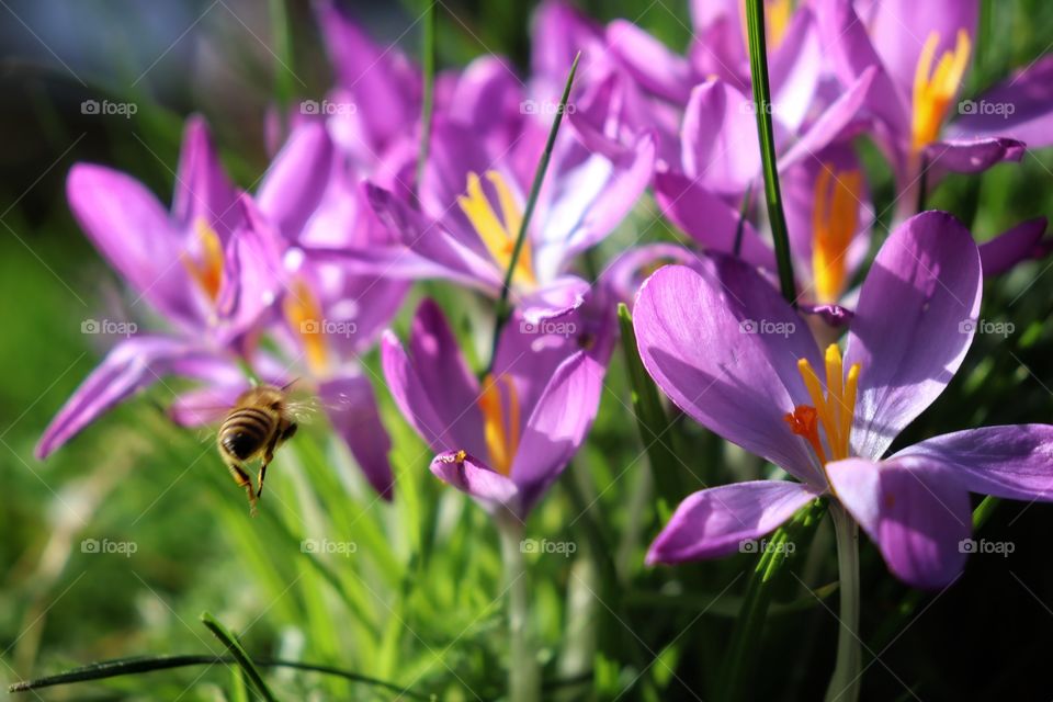 a bee and Crocus in spring