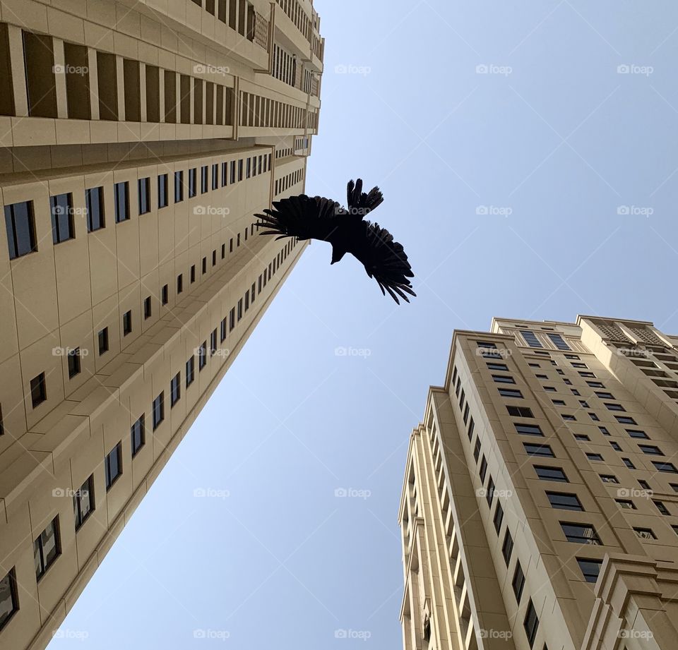 Bird flying between skyscrapers 