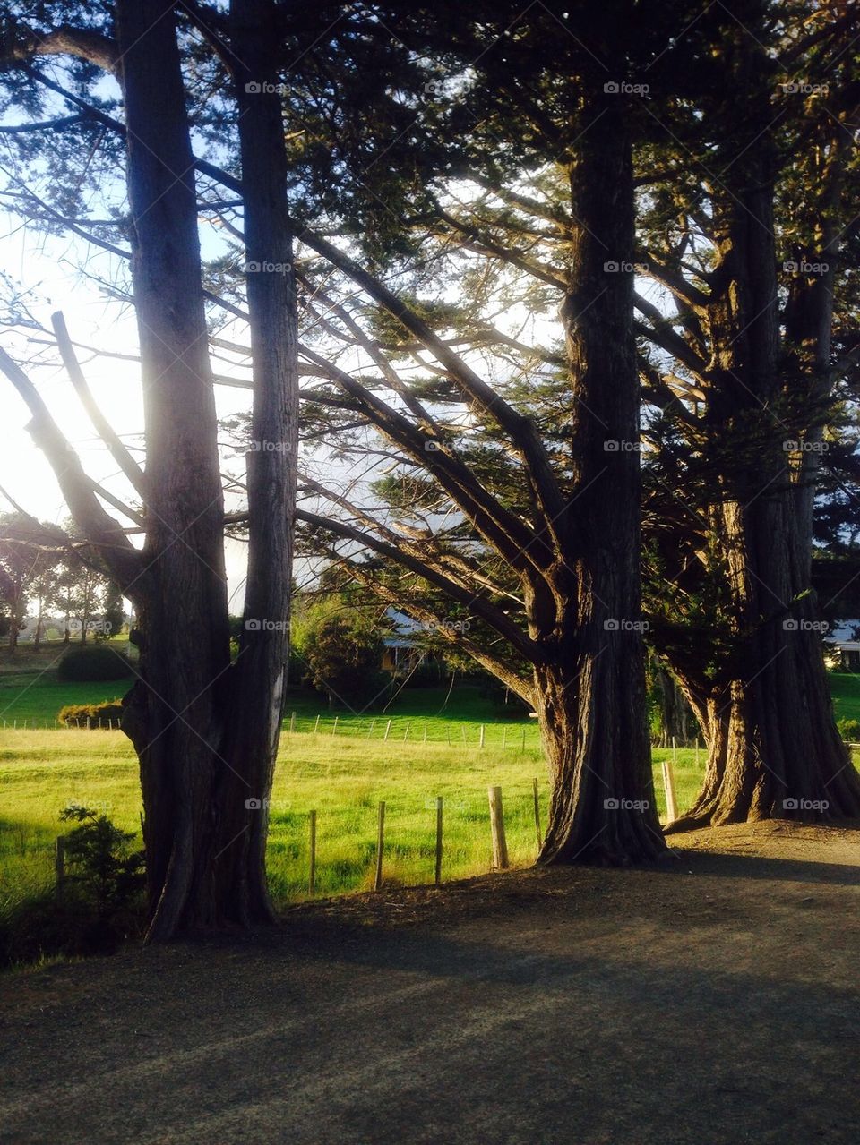 Large Trees at Dusk