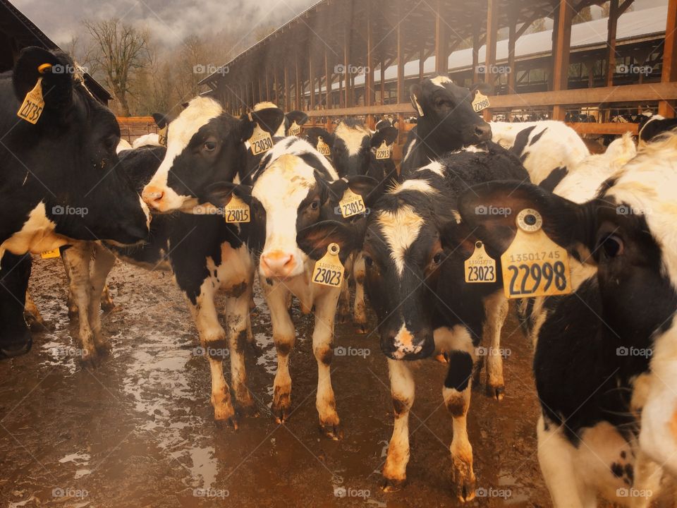 Cows at the Farm in Cultus