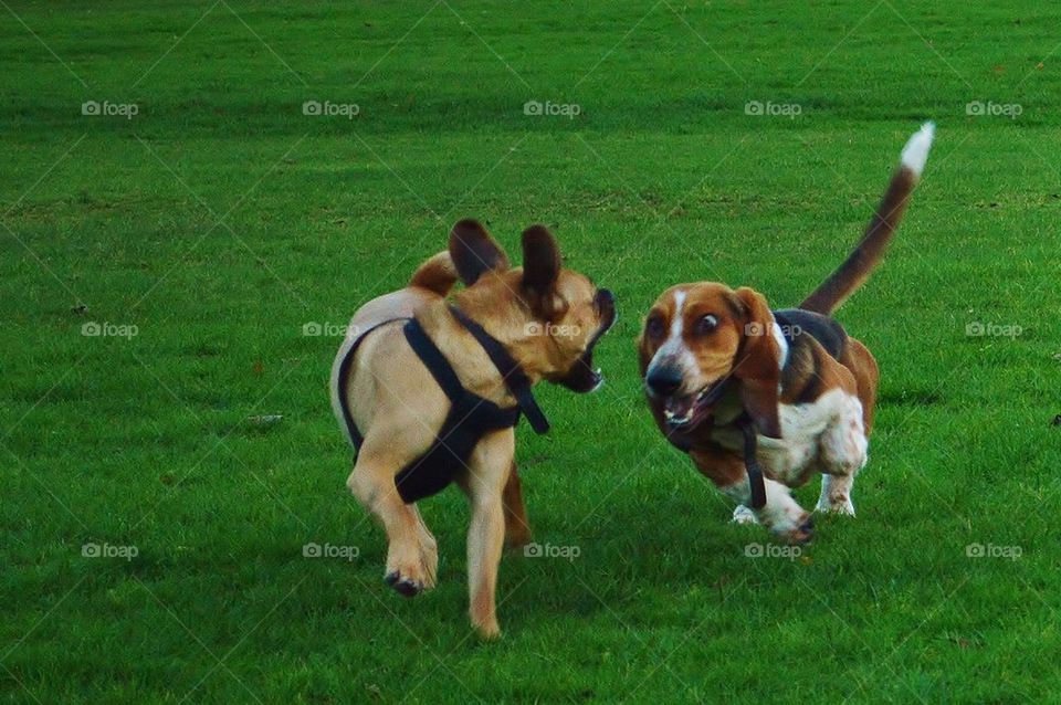 Dog chase
