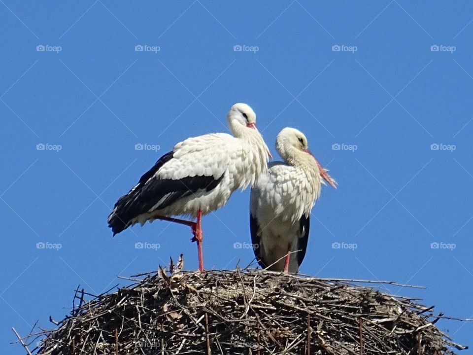storks
