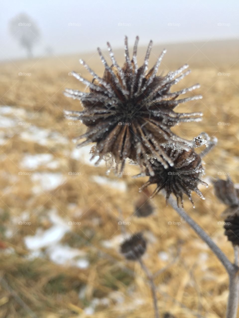 Ice coating on a dried sunflower head, harvested cornfield in blurred rural background