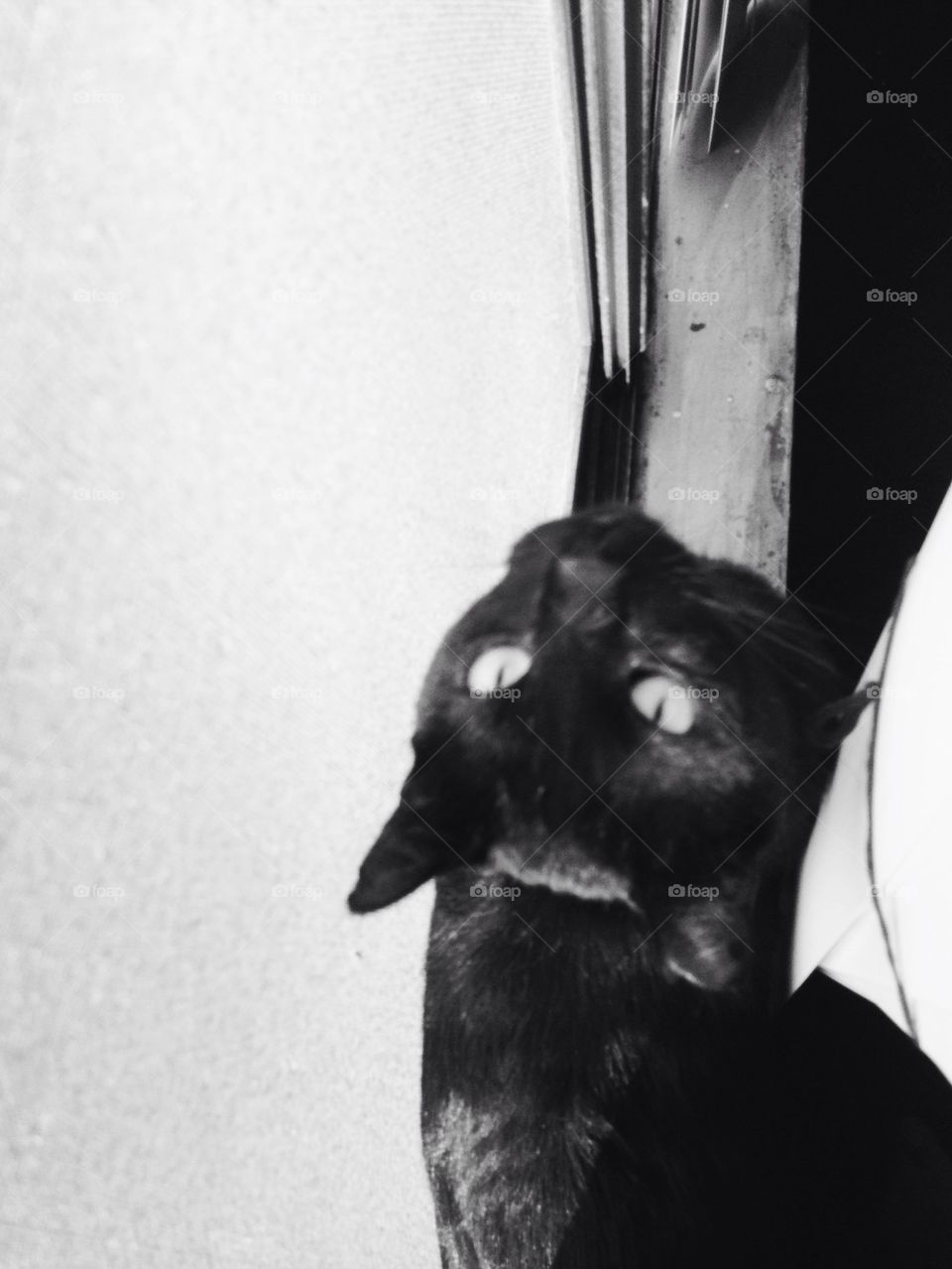 Cat by window looking up