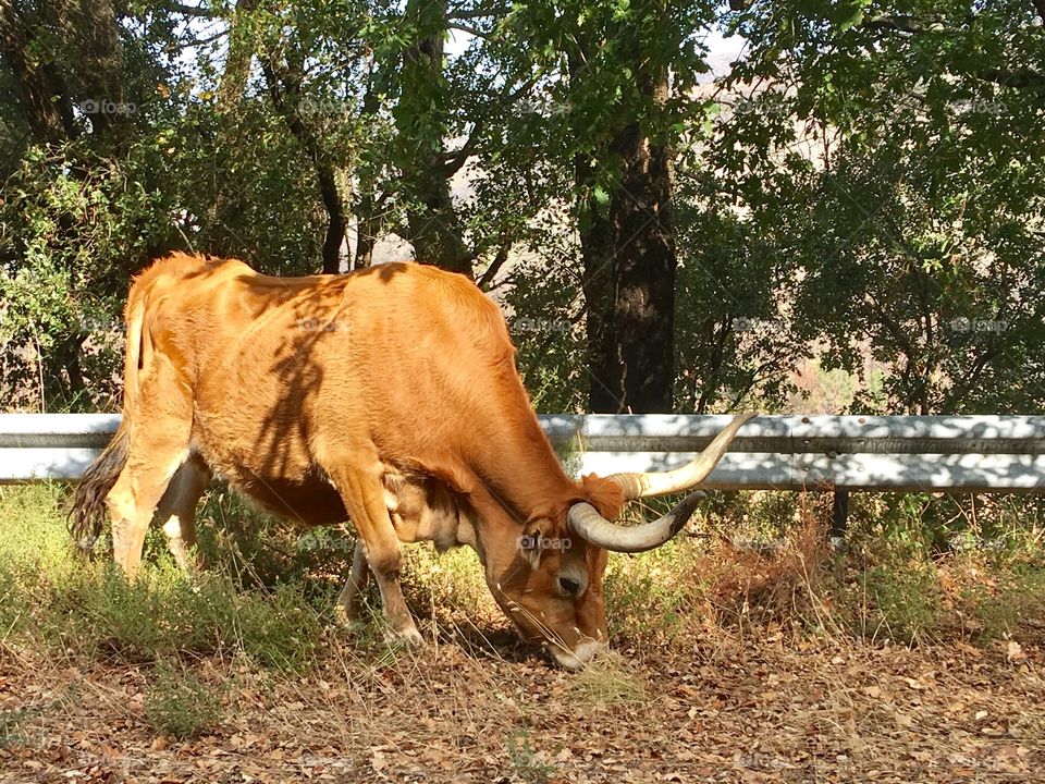 Cow eating 