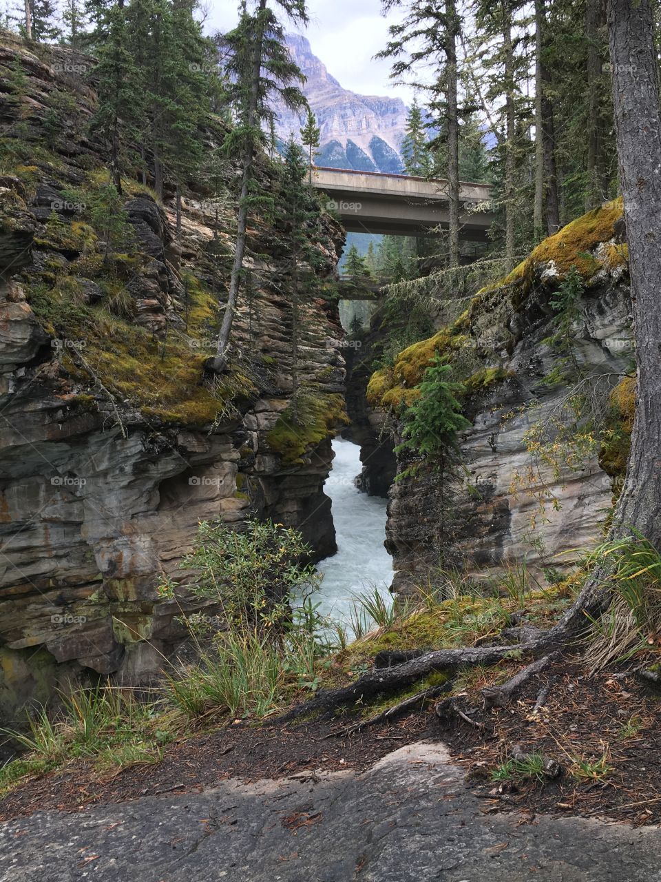 Athabasca Falls 