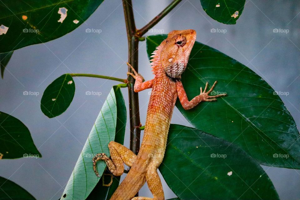Oriental garden lizard on a twig and leaf is looking back