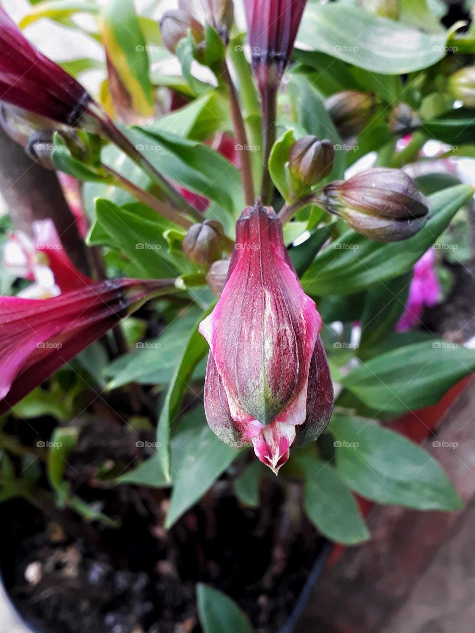 Spring time Alstroemeria bud