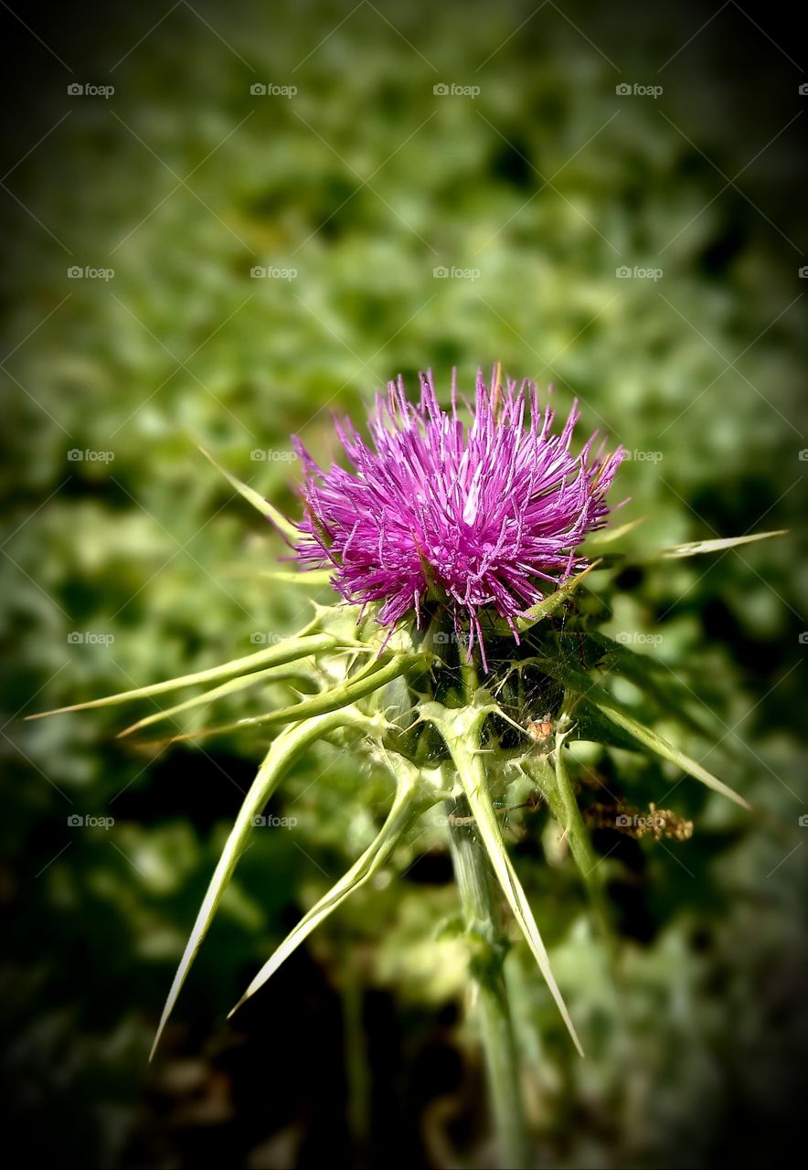 Silybum marianum