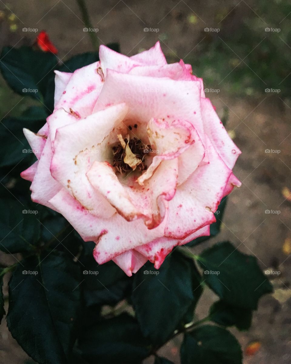 🌺Fim de #cooper!
Suado, cansado e feliz, alongando e curtindo a beleza e a delicadeza das #flores.
🏁
#corrida #treino #flor #flowers #pétalas #pétala #jardim #jardinagem #garden #flora #run #running #esporte #alongamento 