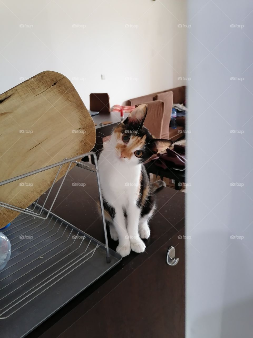 That's how my cat looks at me when I am going to work