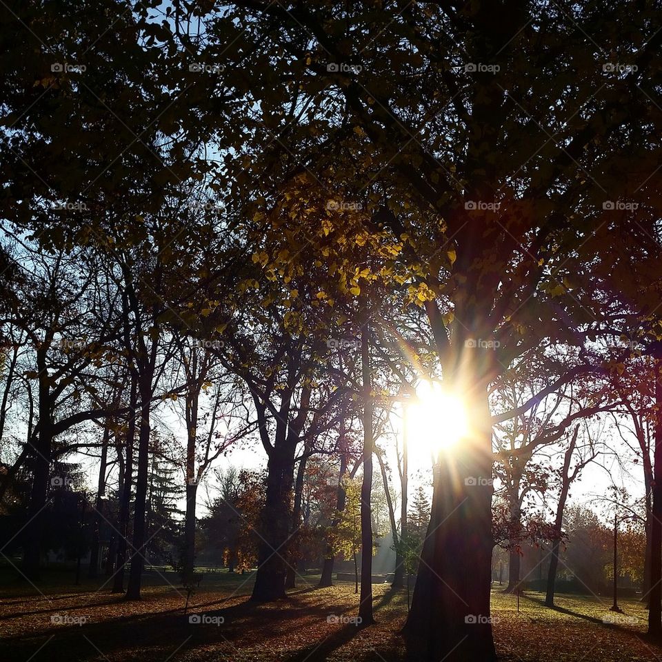 Autumn Morning