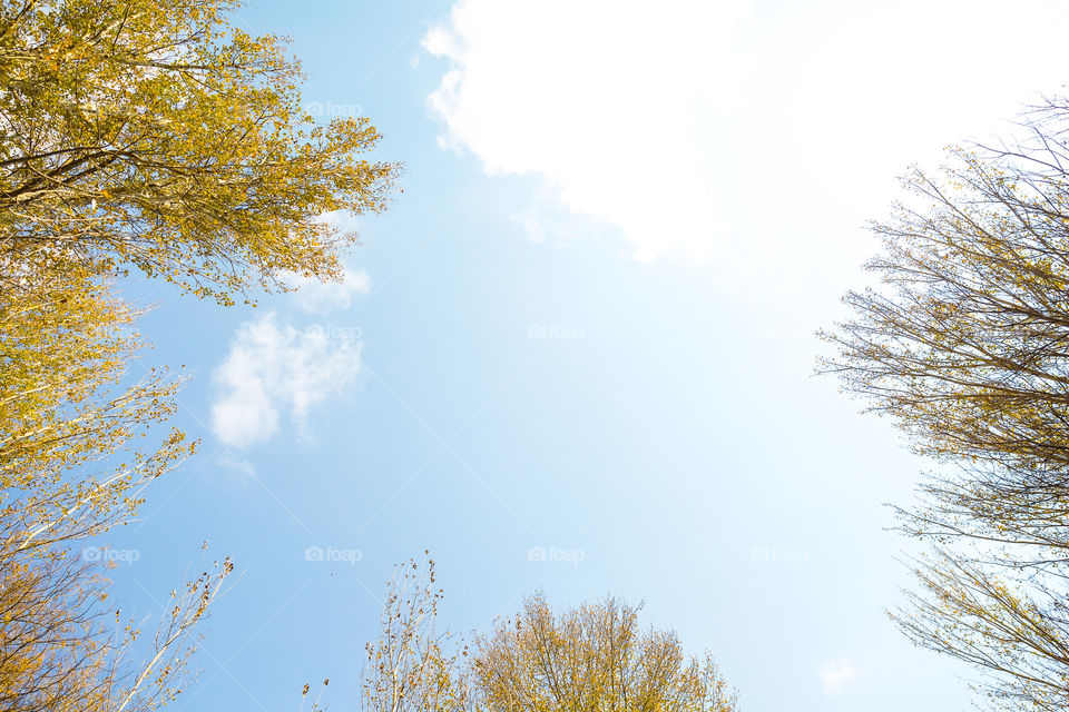 Point of view composition... looking up to blue skies clouds and trees