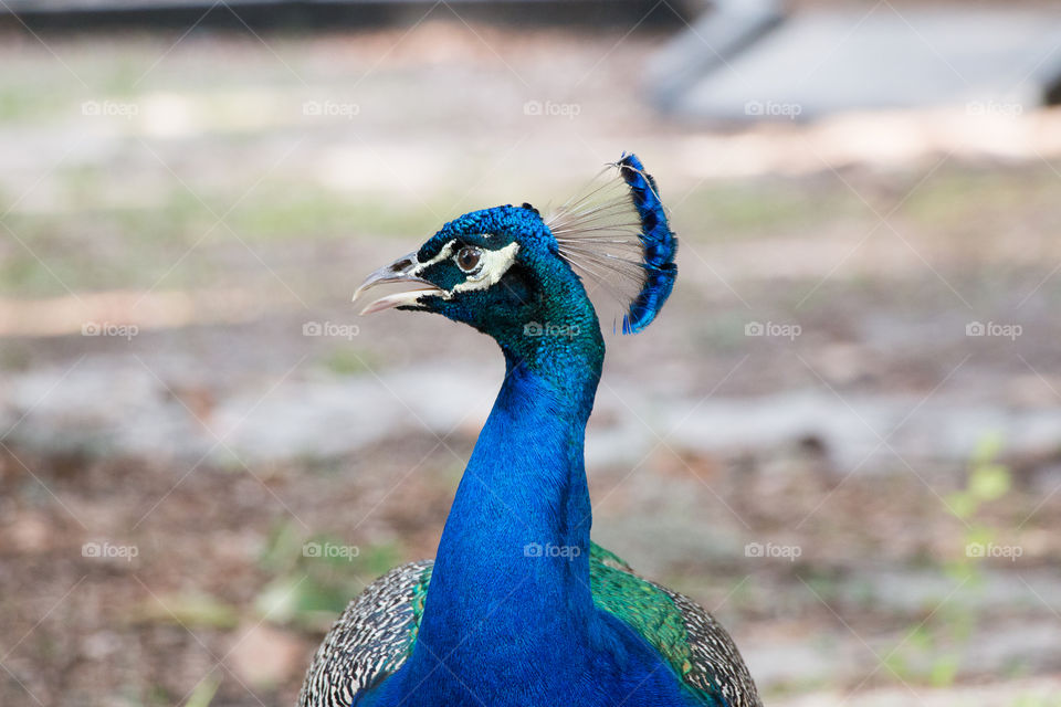 Portrait of a peacock
