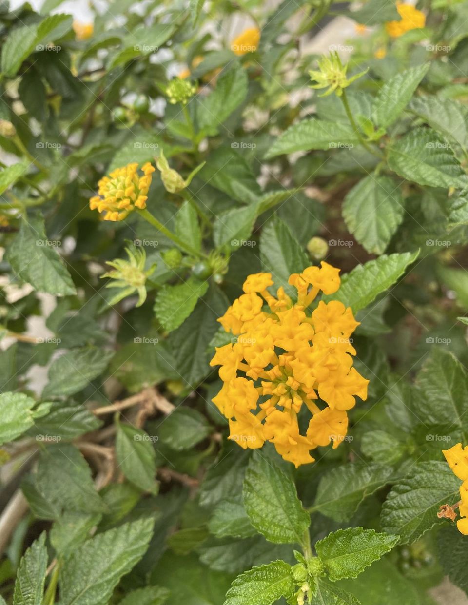 Yello flower in the garden