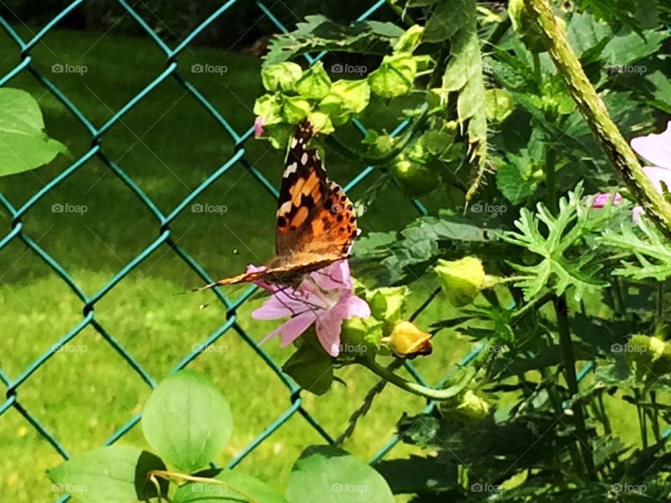 Monarch Butterfly 