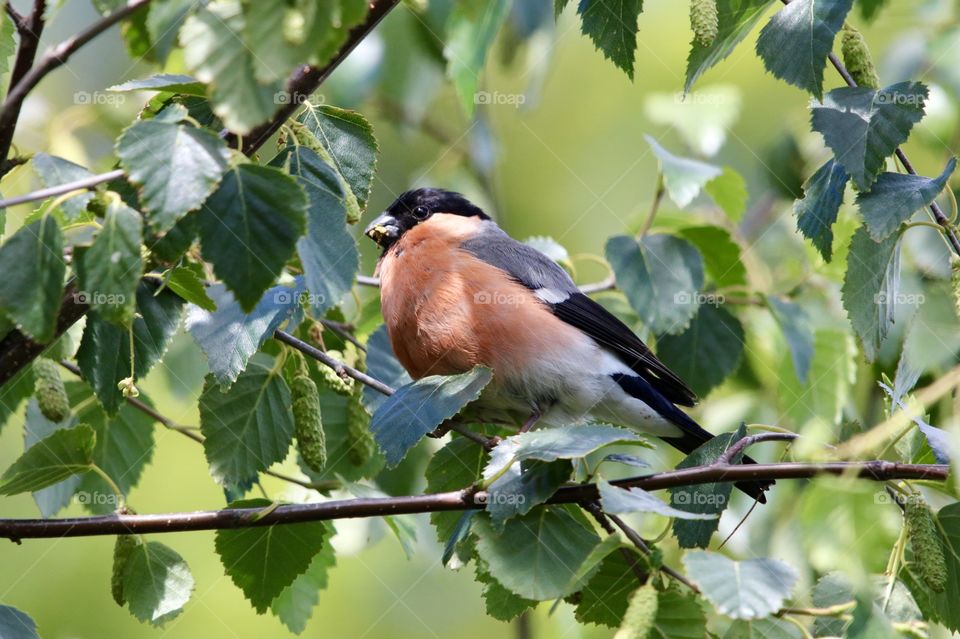 bullfinch on the branches
