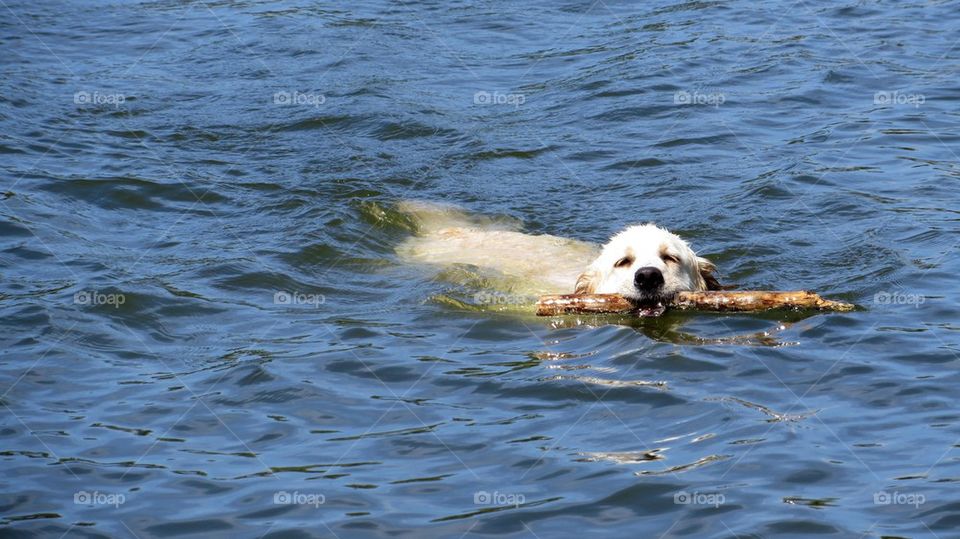 retriever in action