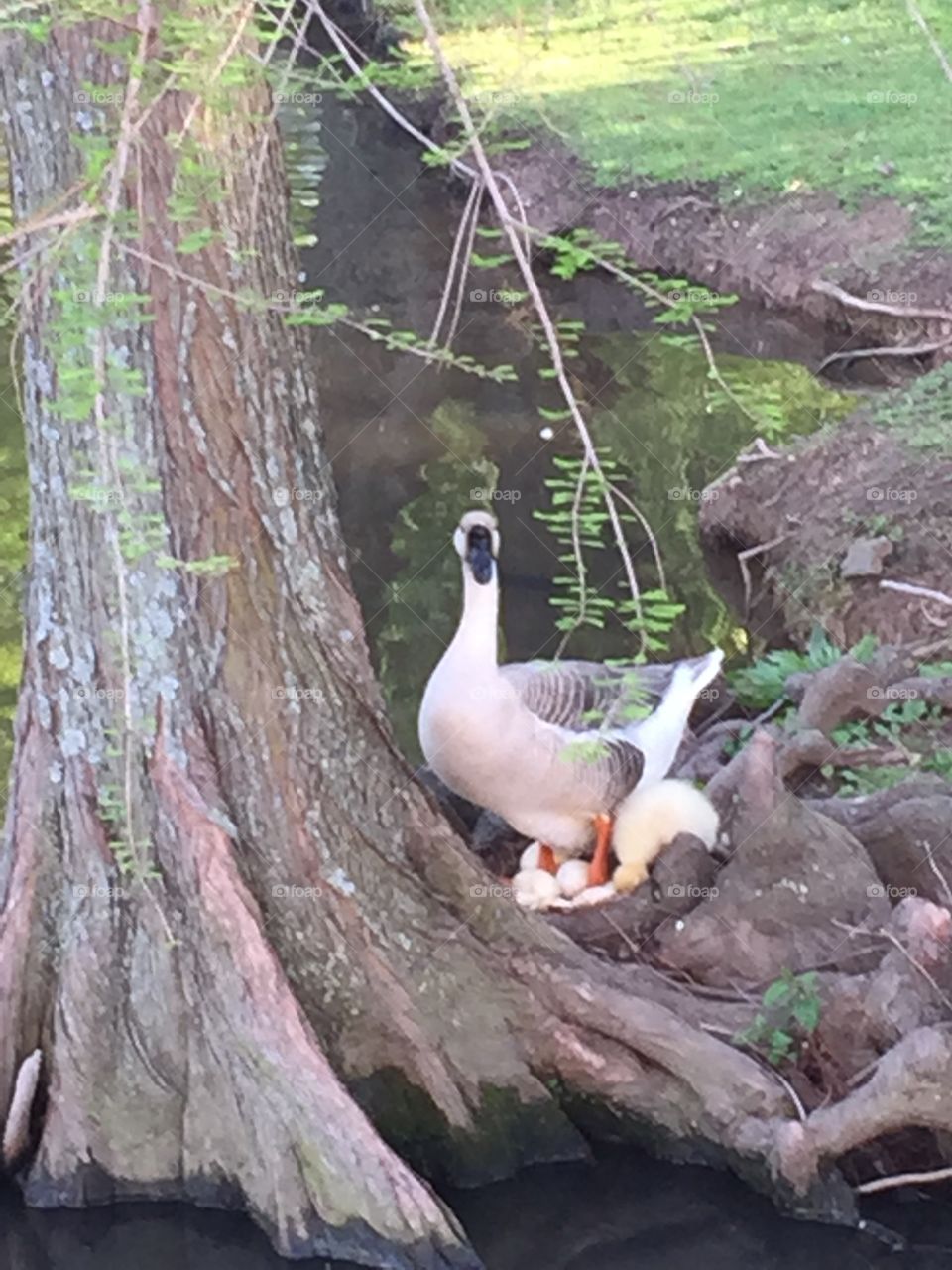 Mama goose with gosling and eggs