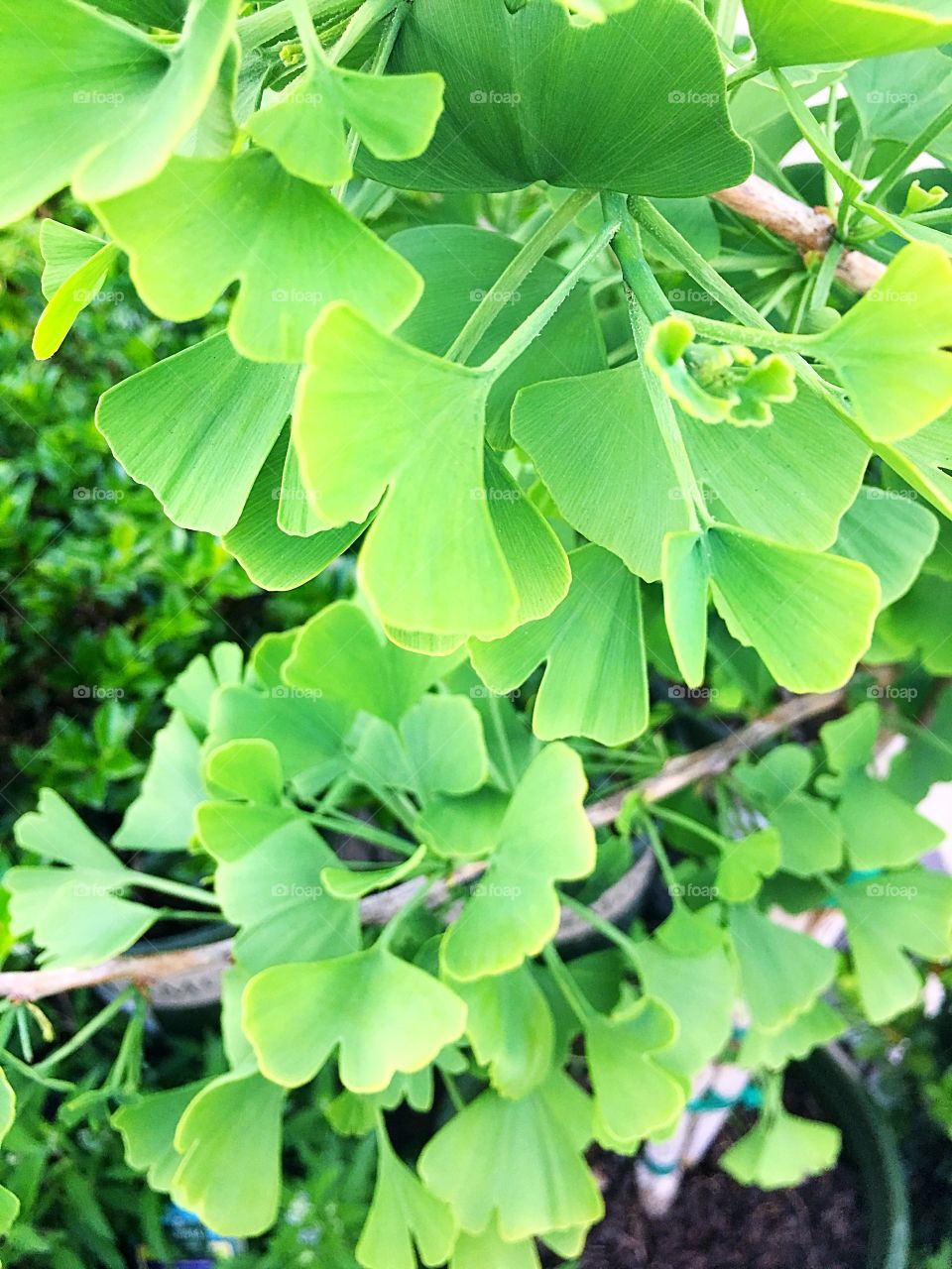 Closeup bright yellow green “Jade Butterfly” Maidenhair ginkgo tree leaves.