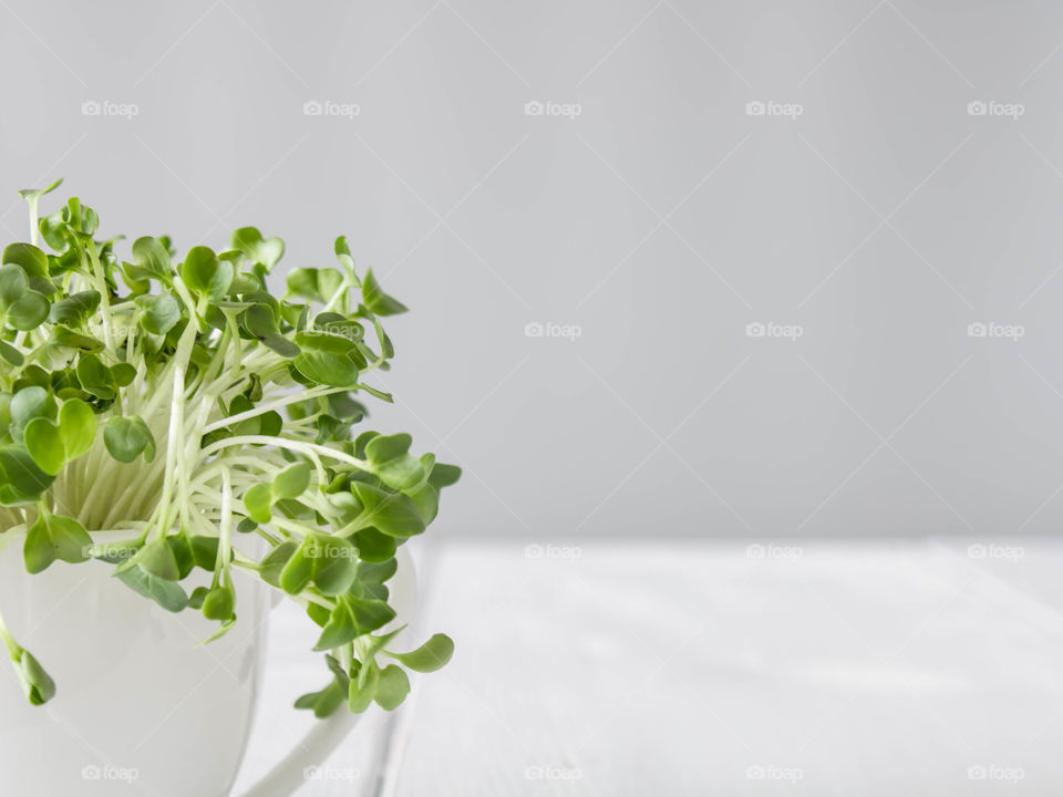 Close up micro greens on a white background 