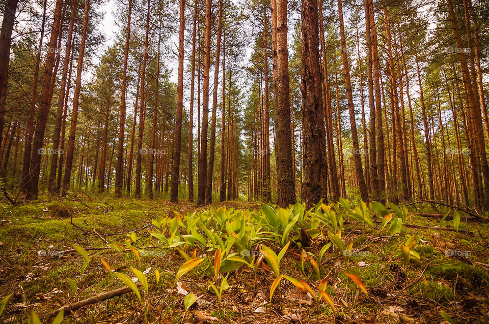 Pine-trees forest