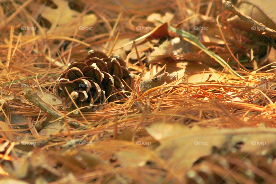 pine cone