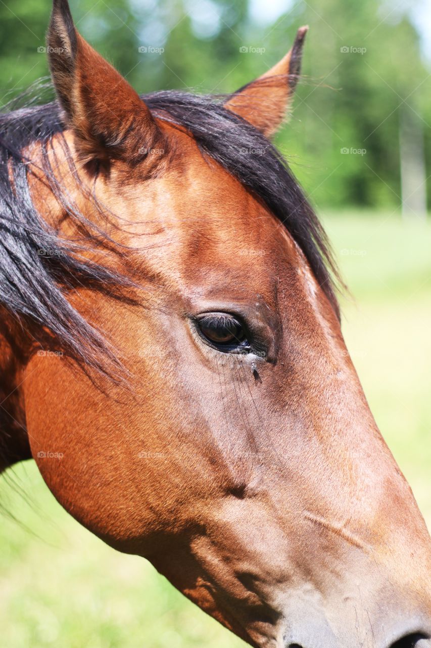 Close up of a horse.