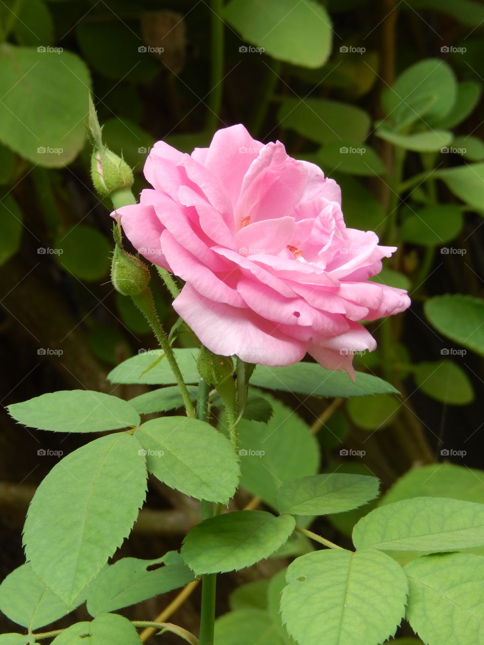 rosa, flor rosa, rose flower