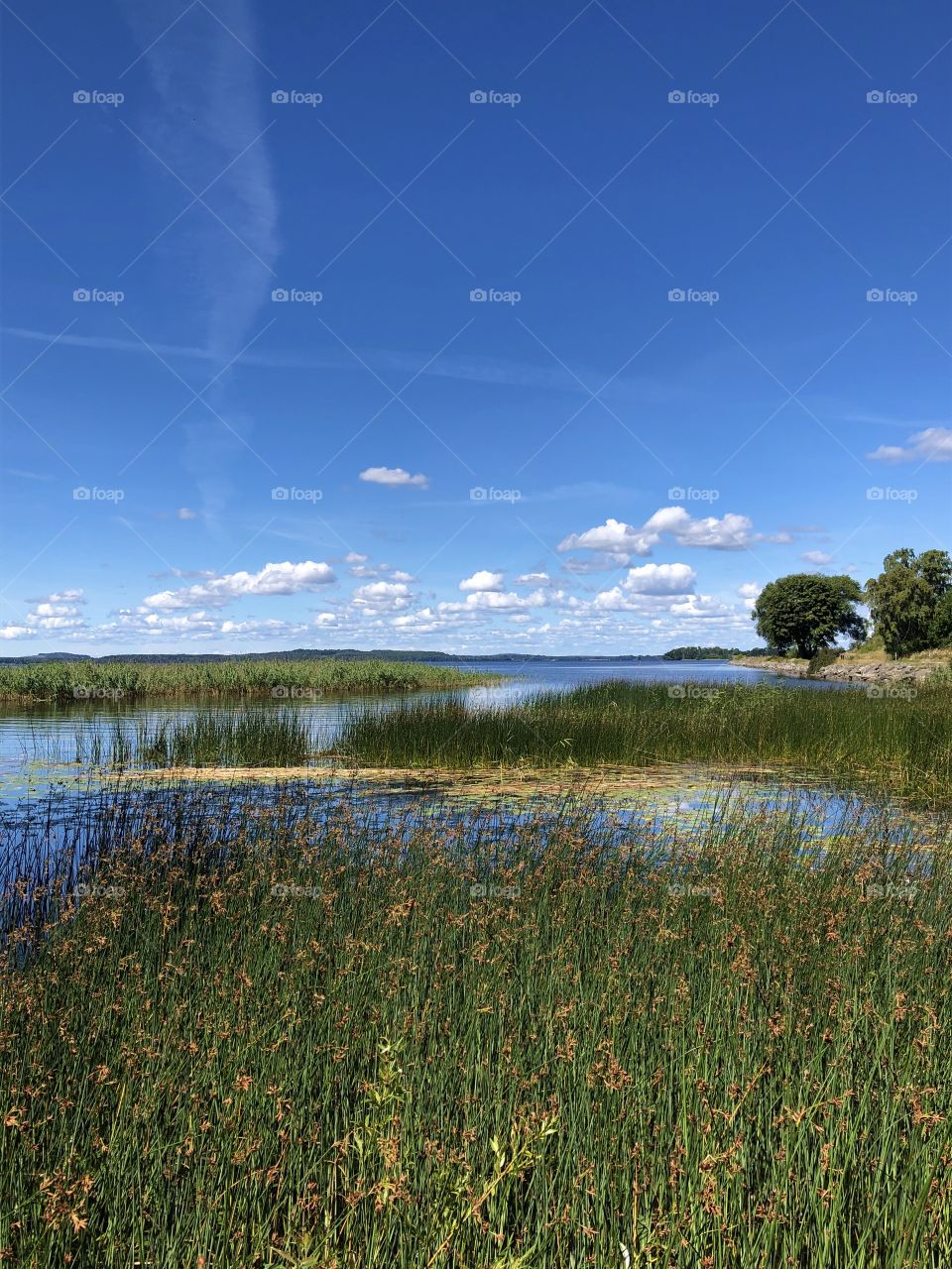 Lake in sweden, nature