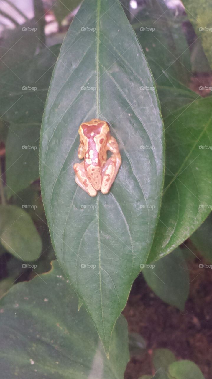 frog on leaf