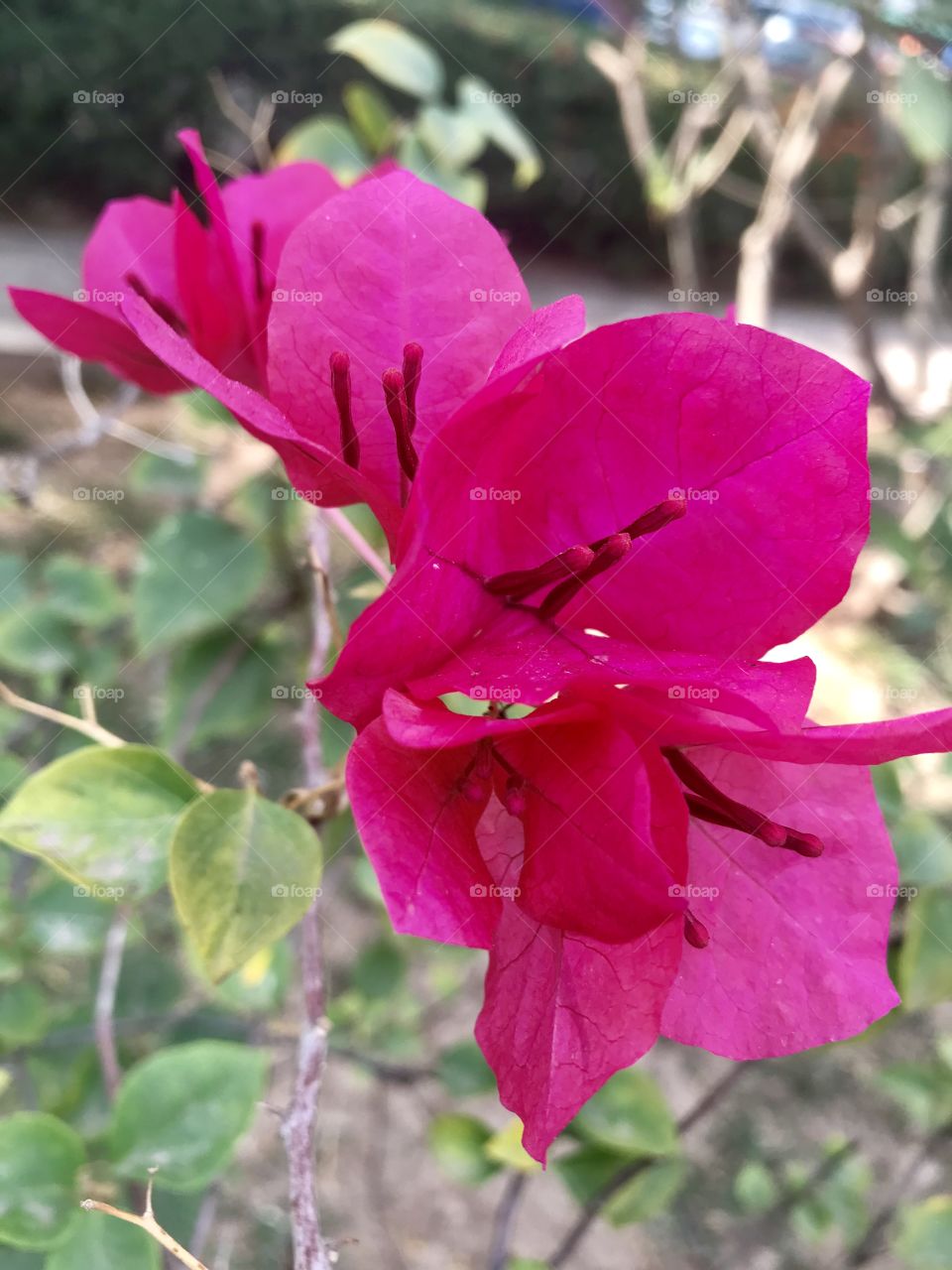 Bougainvillea glabra Choisy