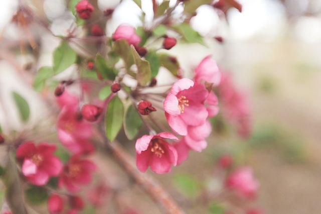 Spring flowers 