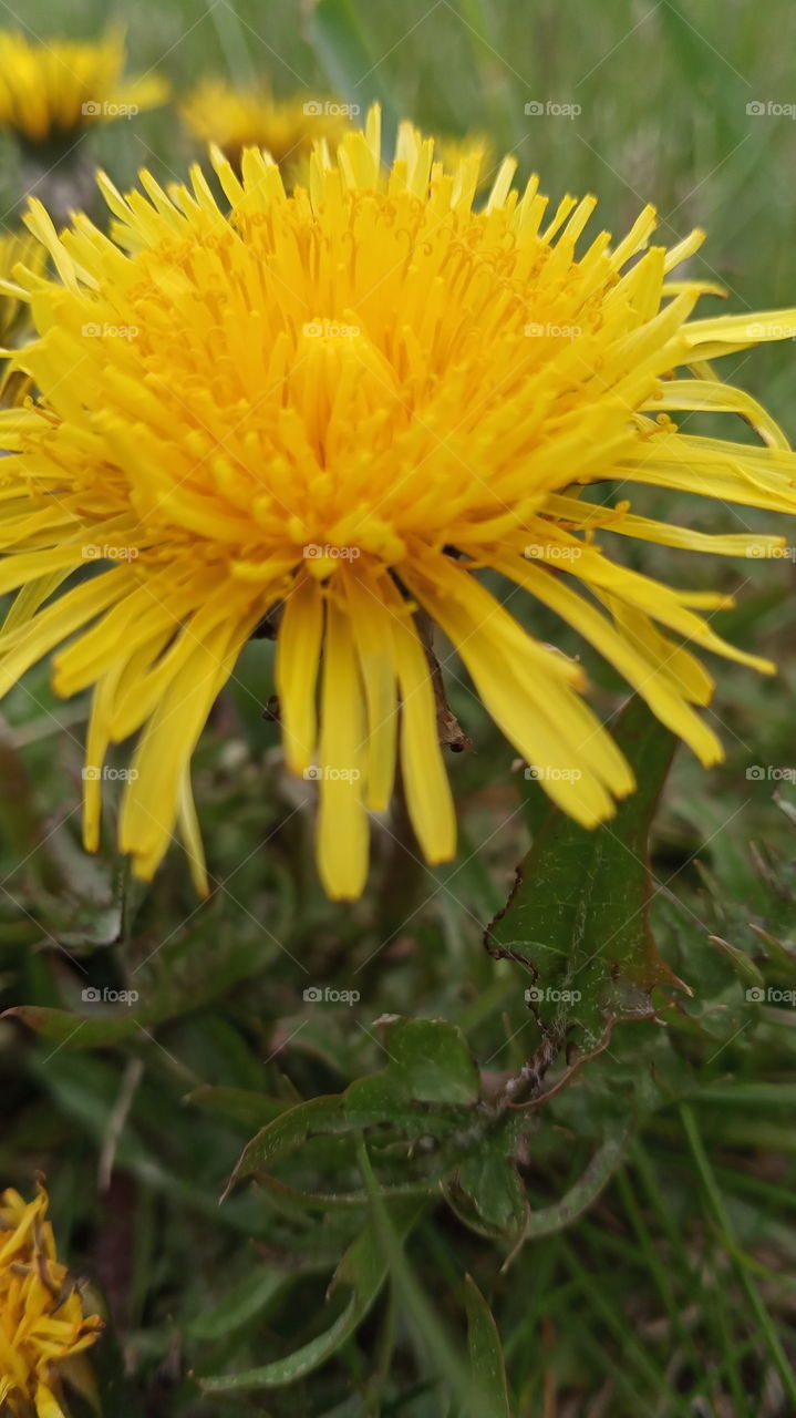 dandelion