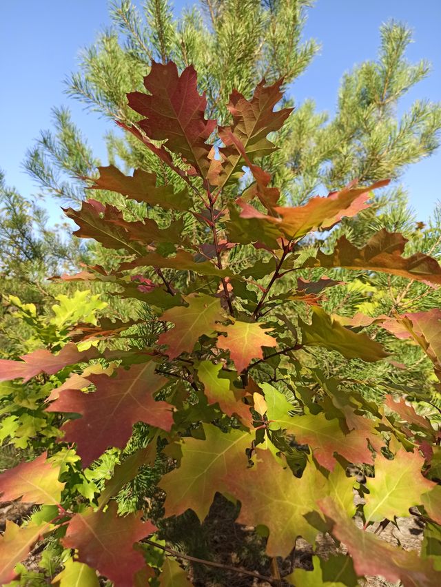 Autumn time