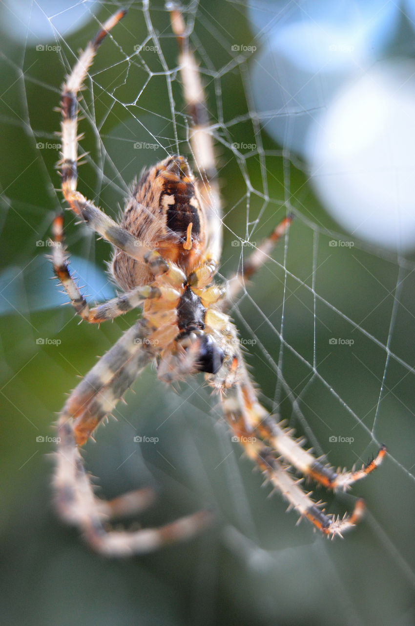 Spider web