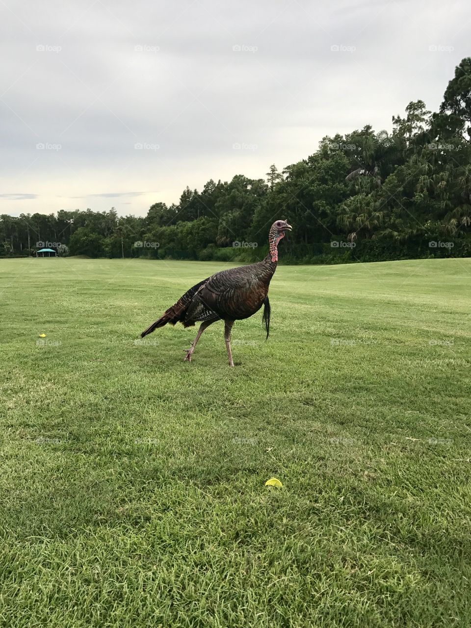 Turkey on a golf course