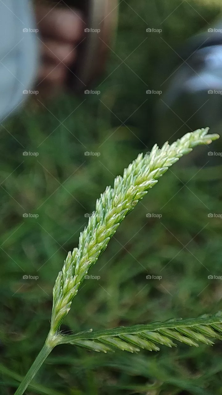 micro plants
