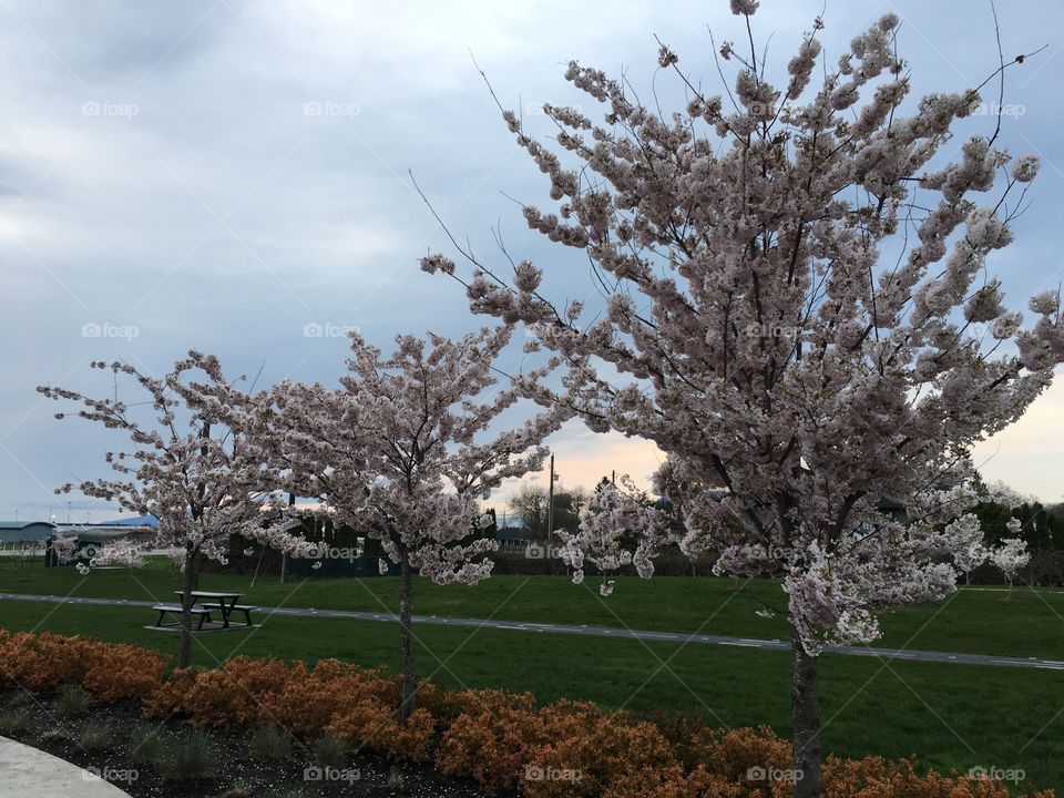 Cherry Blossom Festival Vancouver 2017