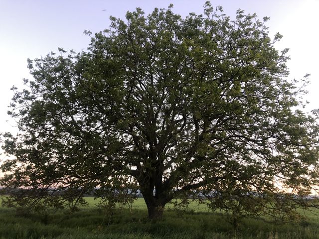 tree