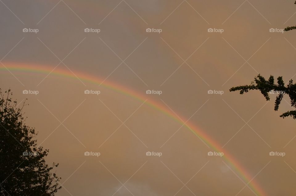 Sunset rainbow between trees.