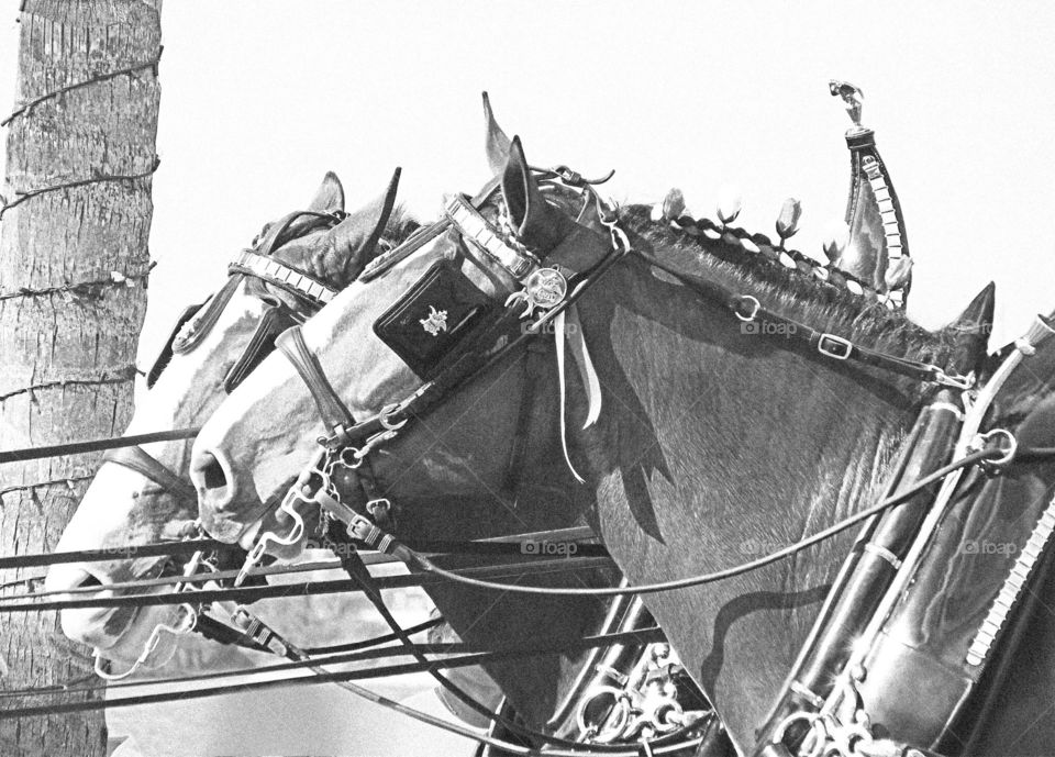 Clydesdale horses
